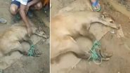 Viral Video: बाढ़ से बचे लुप्तप्राय संगाई हिरण का मणिपुरी ग्रामीणों ने किया इलाज, उपचार के बाद जंगल में छोड़ा